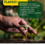 PLAFEST- Que son los trámites PLAFEST?